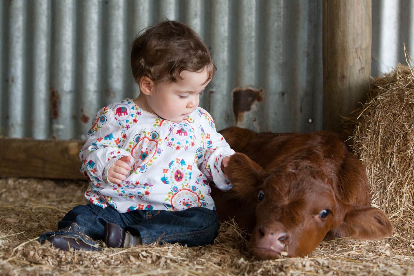 Hygiene during calving and in the calving pen is critical. Because new born calves are born without an immune system. Also, cows just after calving have a low immune system.