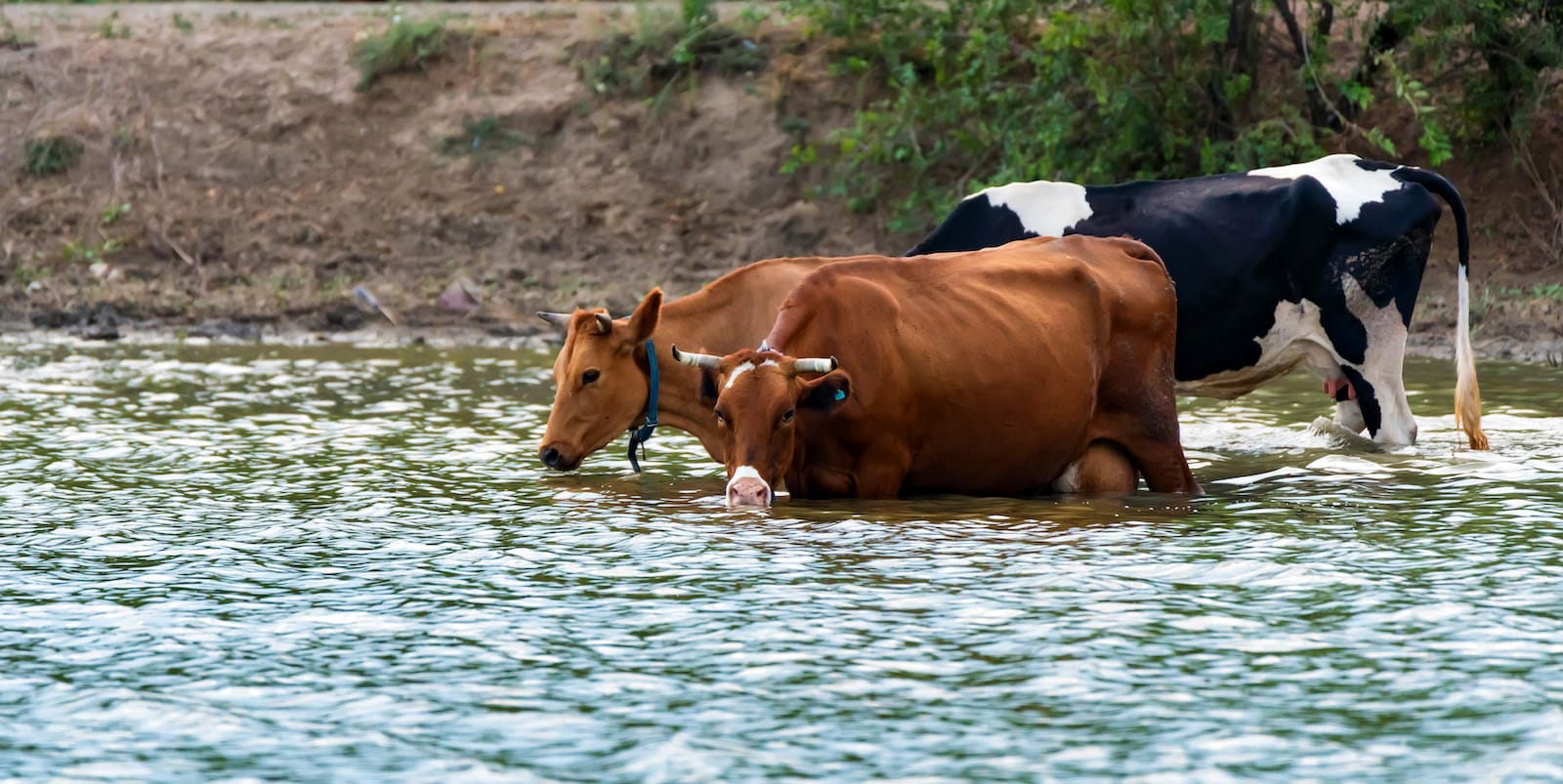 how-to-get-your-cows-to-cool-down-when-the-heat-is-up