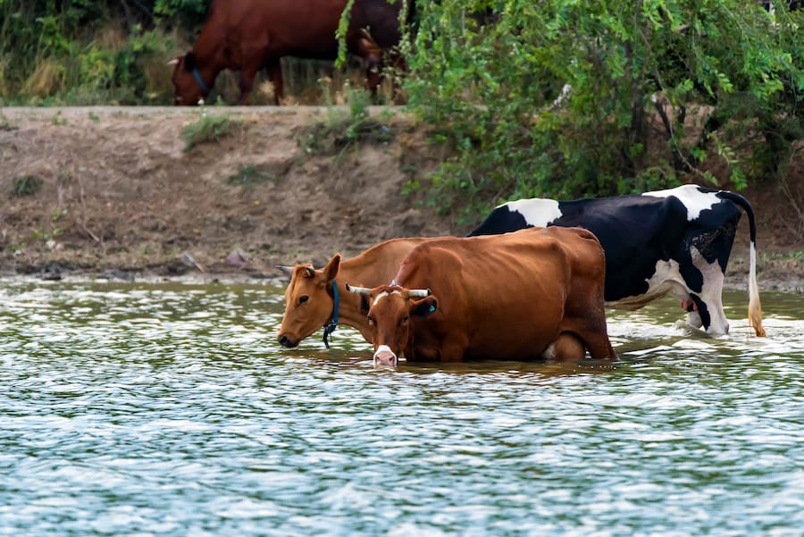 Livestock should be kept out of waterways to mitigate environmental contamination.