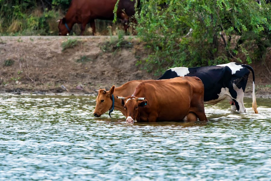 How to get your cows to cool down when the heat is up!