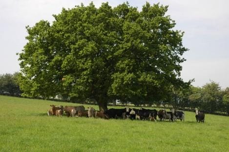 A nice shady spot for cows to seek respite from the heat, under a towering oak tree