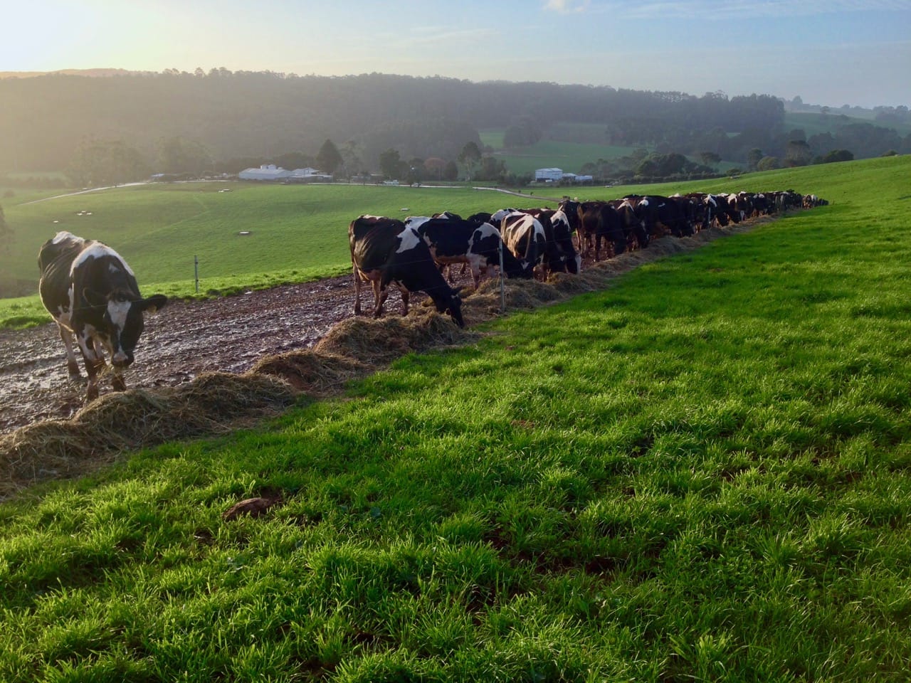 Dairy cows grazing fodder under a cow lane fence on a dry and free draining road at the Robin Hill Farm