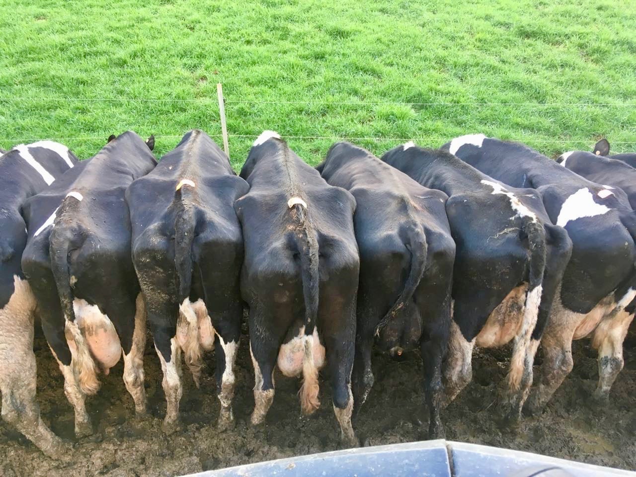 Dairy cows lined up and grazing fodder under a cow lane fence on the Robin Hill Farm