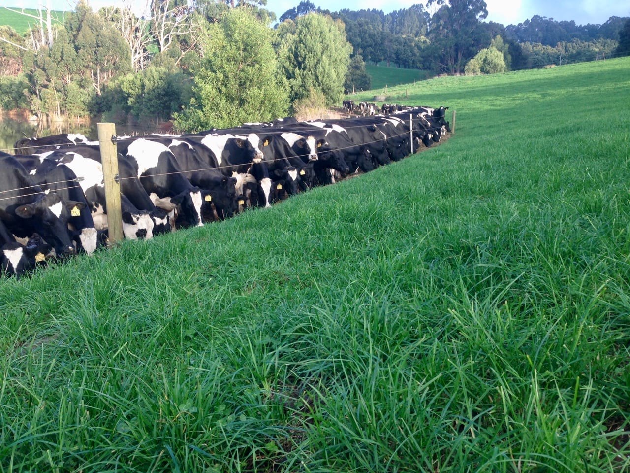 Dairy cows grazing fodder under a fence and into a bank on the Robin Hill Farm