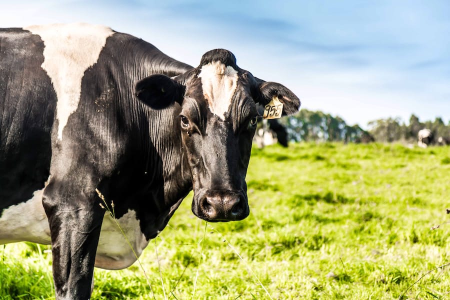 Holstein-Friesians are known to produce large quantities of milk. But they are very large animals and aren’t very hardy either