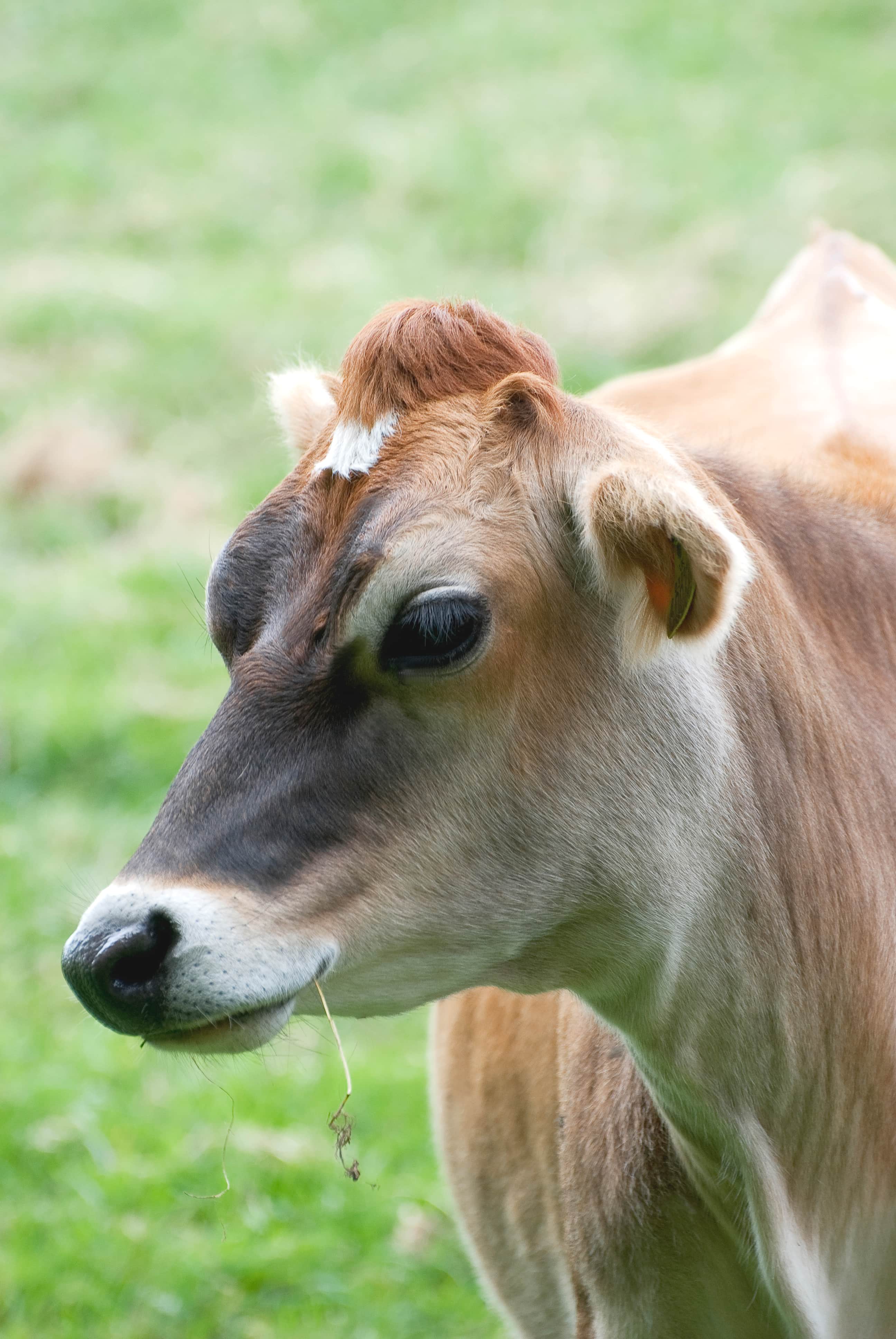Jersey cows are made of a smaller build and produce decent quantities of milk.