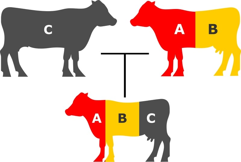 This is quite similar to the two breed terminal system, except that your cows would have to be crossbred (AxB) and you mate them to sires of another breed.