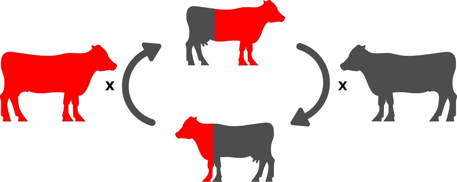 This system involves two breeds and two breeding pastures. Main difference is that unlike terminal crossing, you don’t sell your offspring.