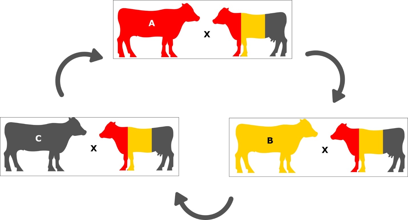 The three- breed rotation system is similar to the two-breed rotation, but with another breed added. 