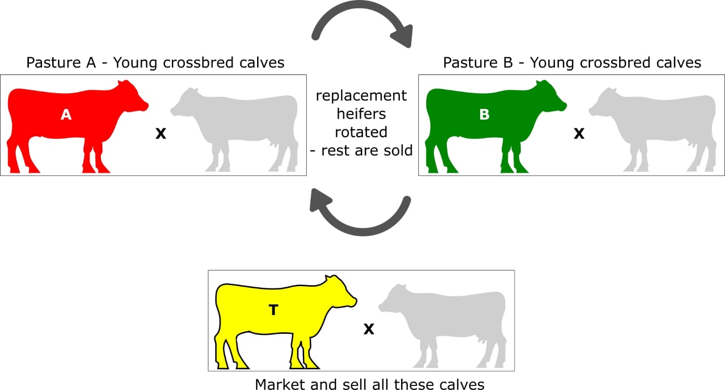 The roto-terminal system is a hybrid-crossbreeding program that uses elements of both the terminal and rotational systems.