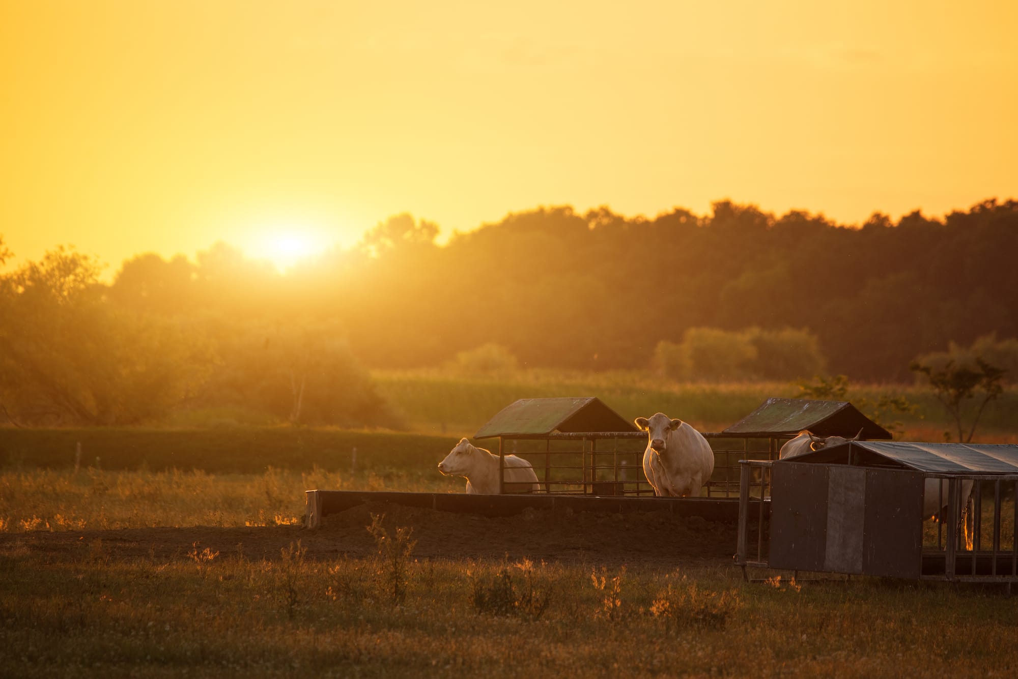 What Is Pasture Based Feeding Systems