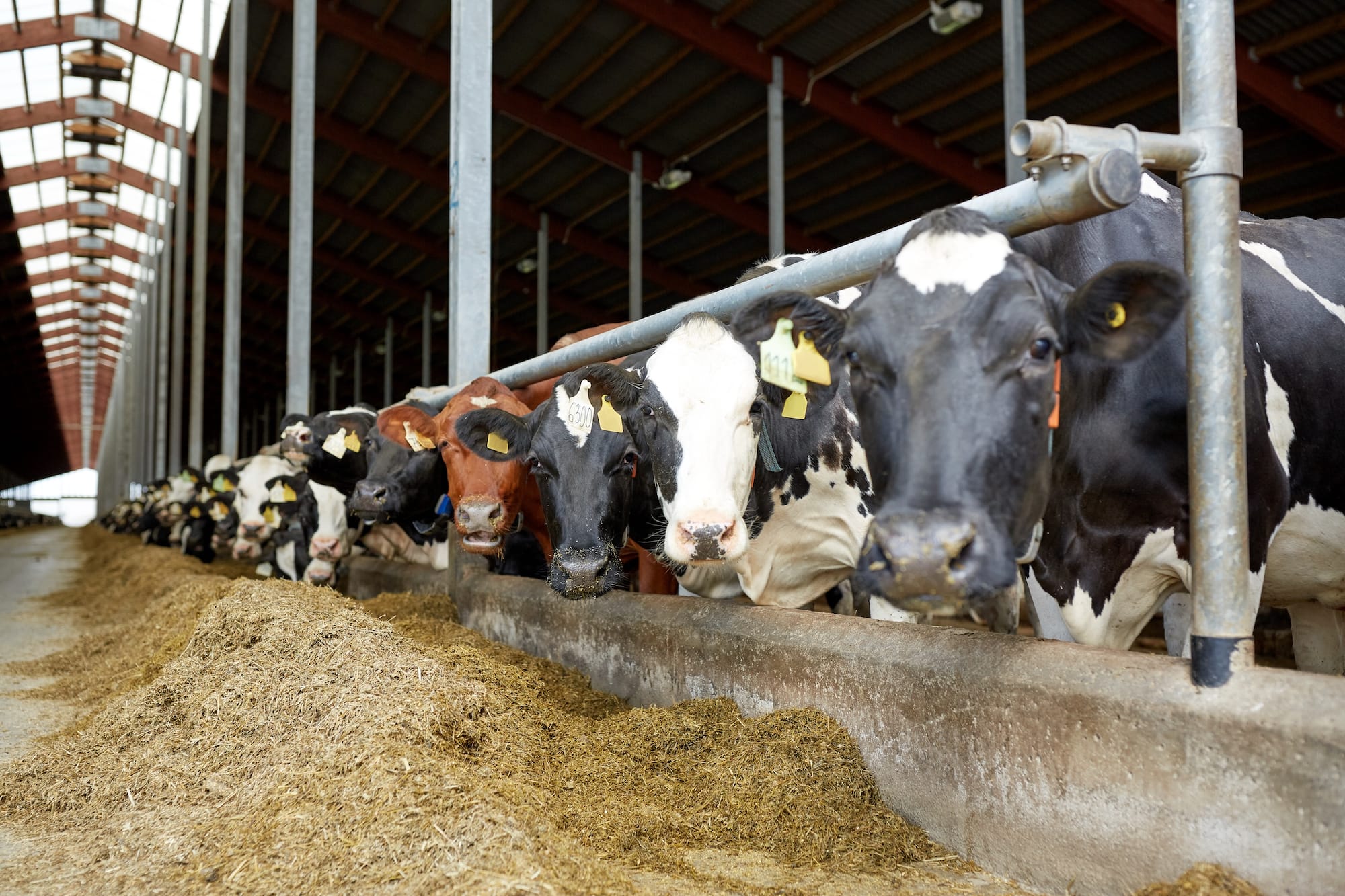 Whether your cows graze on concrete or pasture, it is about managing an efficient feeding system