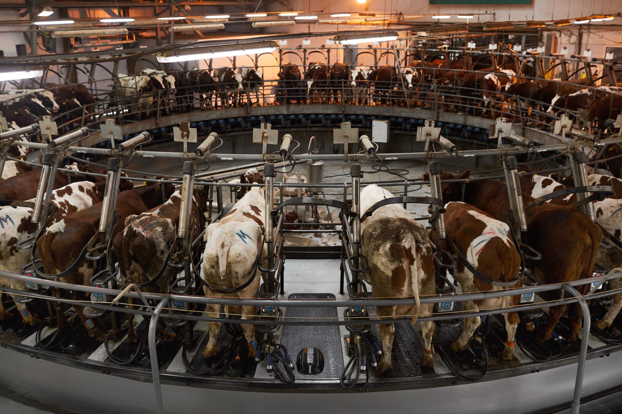 Feeding systems are not all that come in different shapes and sizes, here are cows milking on a rotary dairy