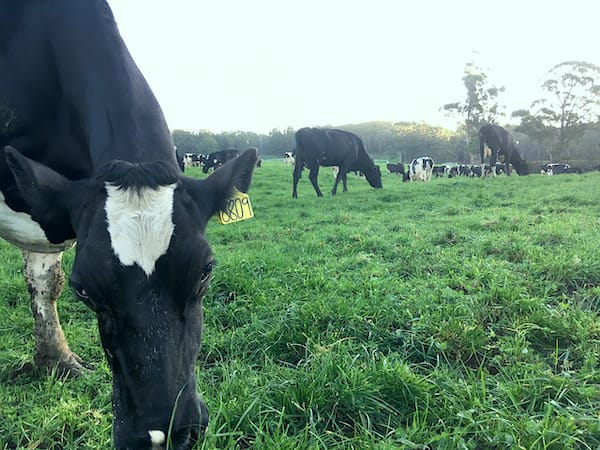 Dairy cows chewing fresh green grass.