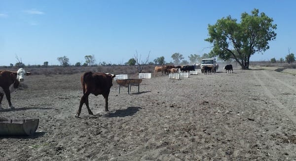 Animals suffering through a drought with high feed prices.
