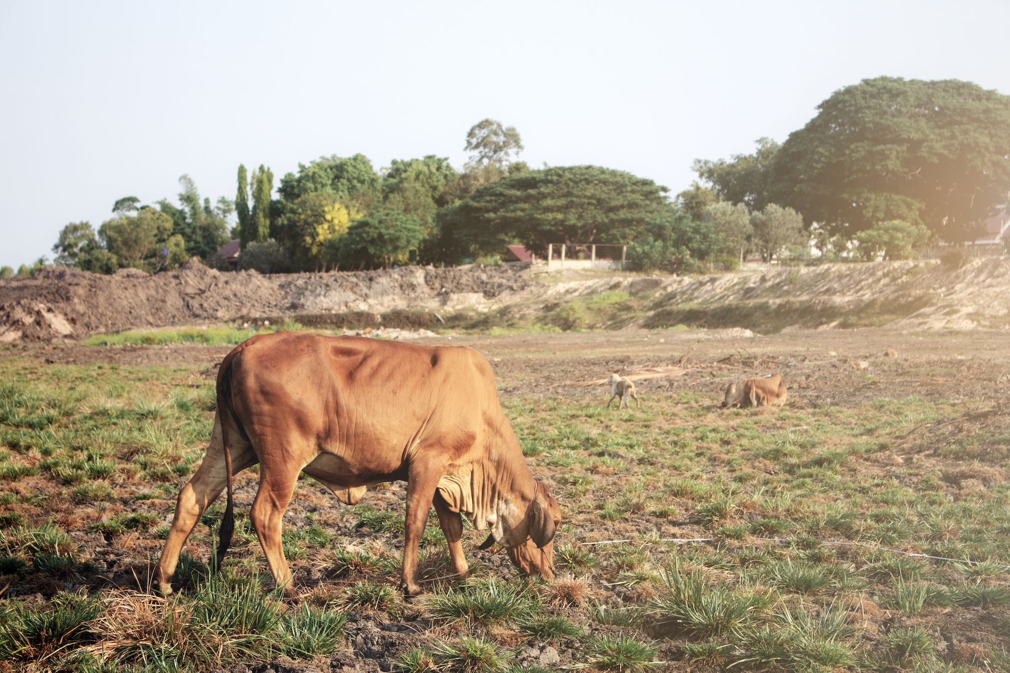 Animals suffering through a drought with high feed prices.