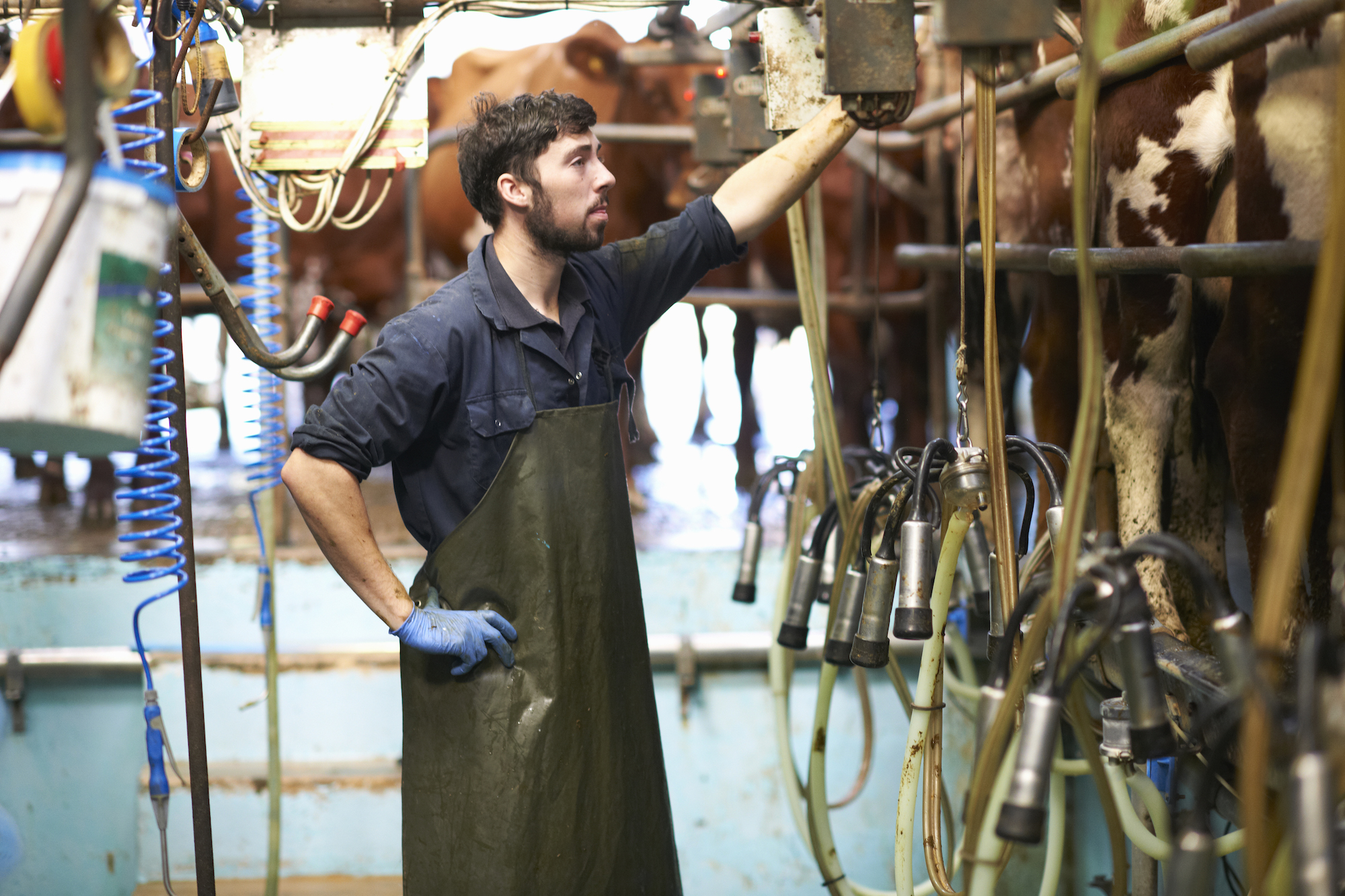 What Are The Main Dairy Farming Problems In Australia 