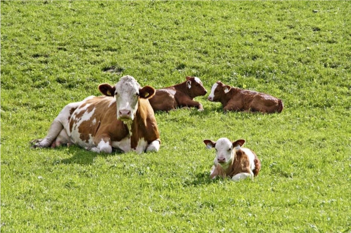 Healthy calves are an important future part of your dairy farm business Source