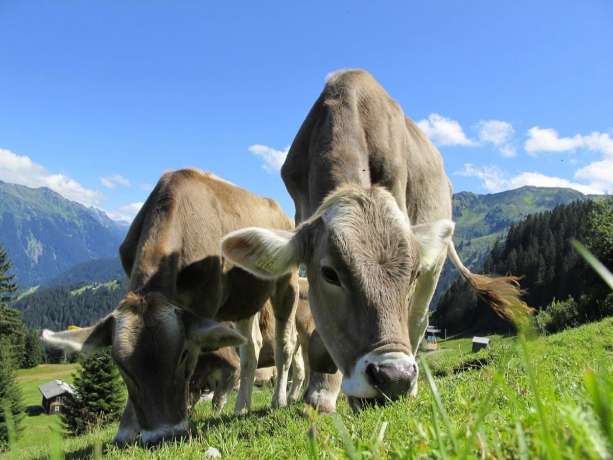 Grazing dairy cows on open pastures can offer many economic, environmental, animal welfare and social benefits