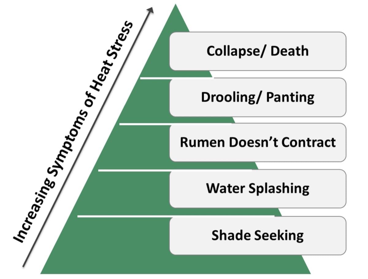 How heat stress symptoms in your dairy cows can escalate quickly if not addressed