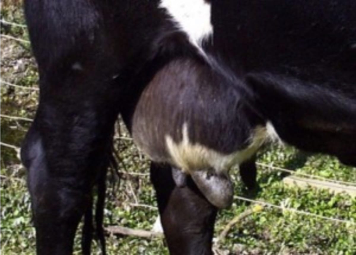 Diseases such as mastitis and lameness contribute to significant productivity losses