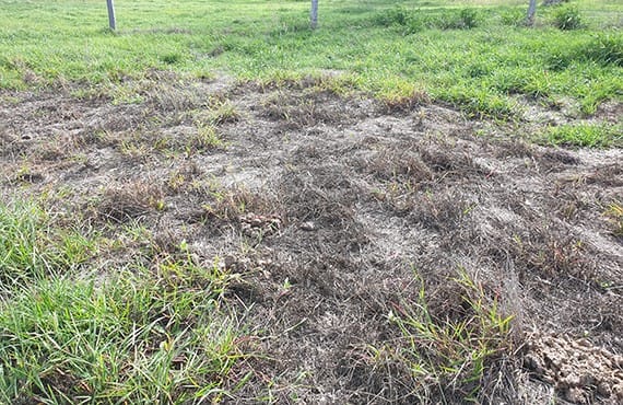 Samll patch of pasture dieback