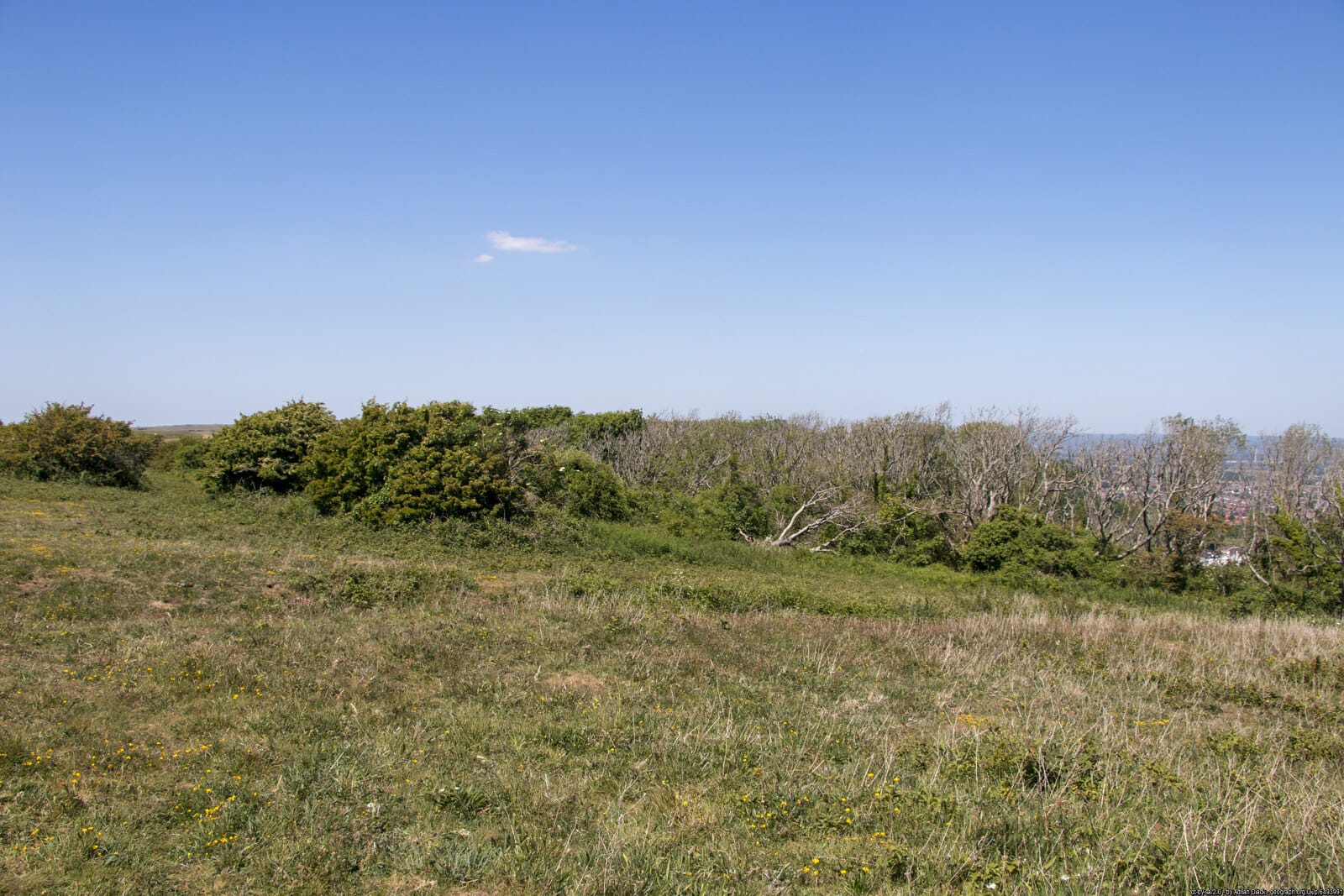 Pasture affected by dieback