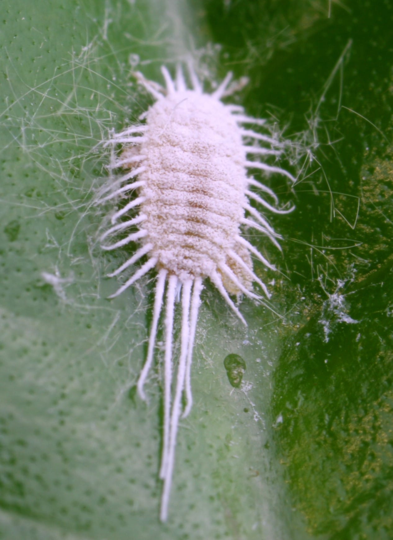 Pasture Mealybug 