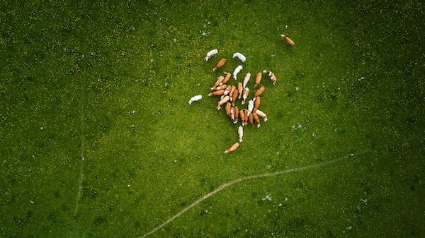 Birdseye view from a drone of cows in a grass paddock