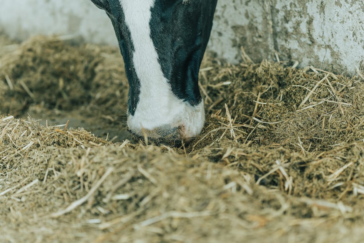 Feed pads offer a great way to increase feed conversion efficiency of supplements and bought in feed.