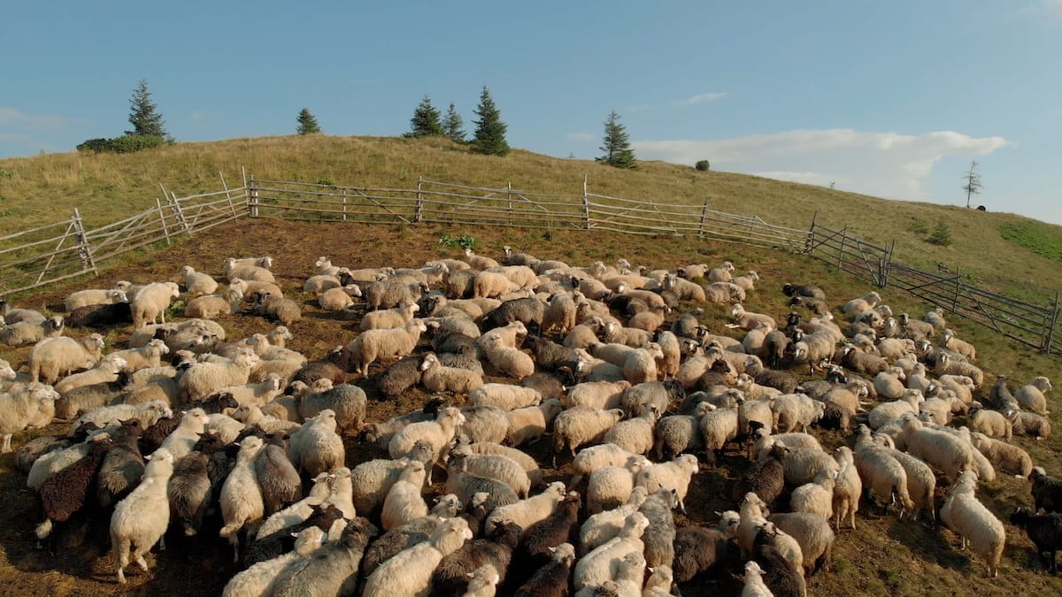 Yarding livestock with water and feed to reduce the impact of overgrazing may be required.