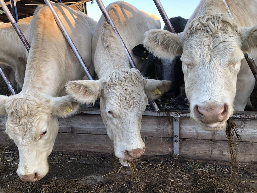 Cows being fed hay after the drought.