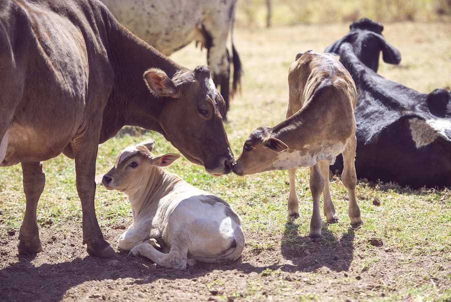 A cow with a low BCS