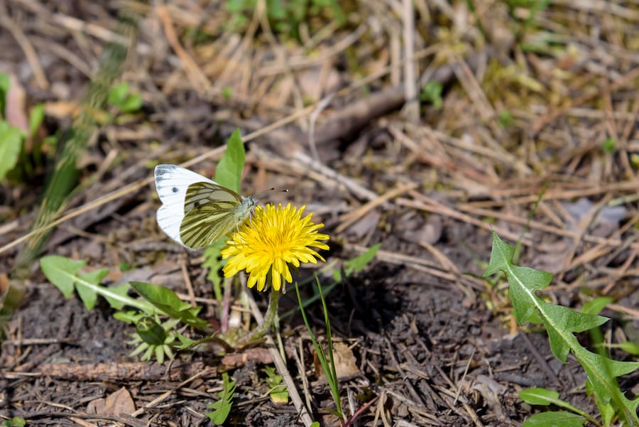 Pasture infested with weeds