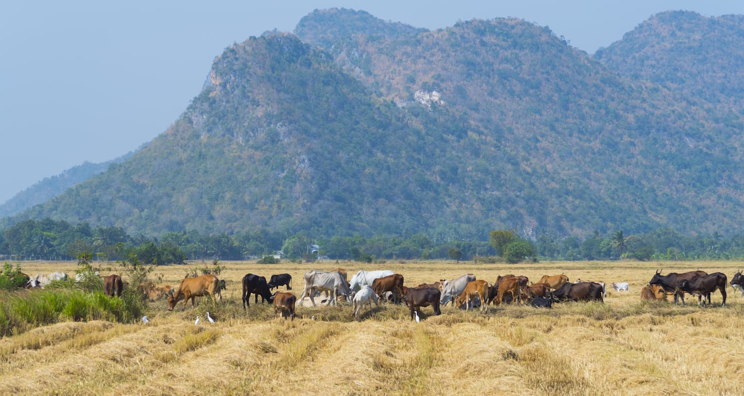 Be mindful of solar radiation and high temperatures in summer and provide plenty of shade for cattle.