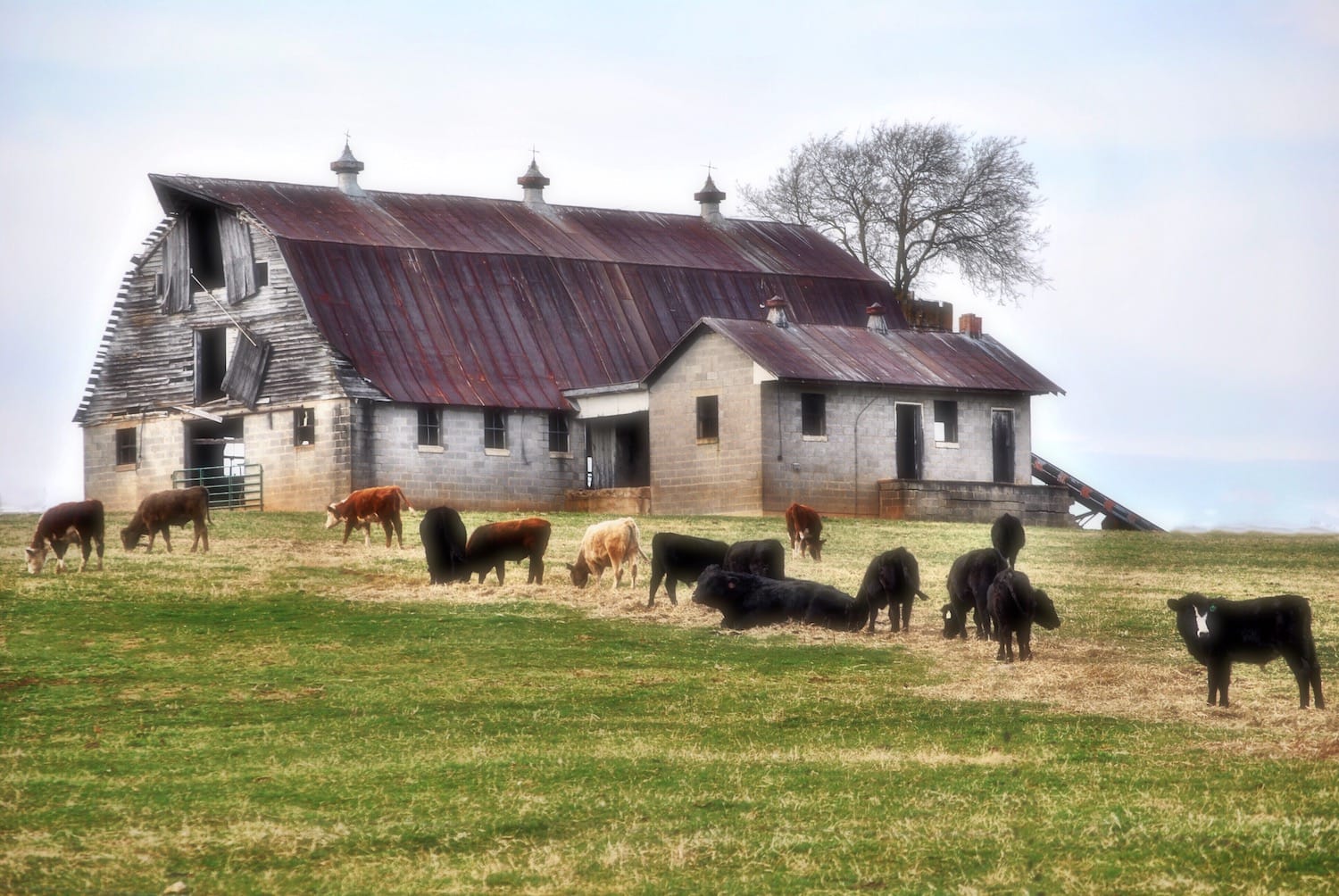 Feeding fodder such as hay can increase or maintain your stocking rate through the summer