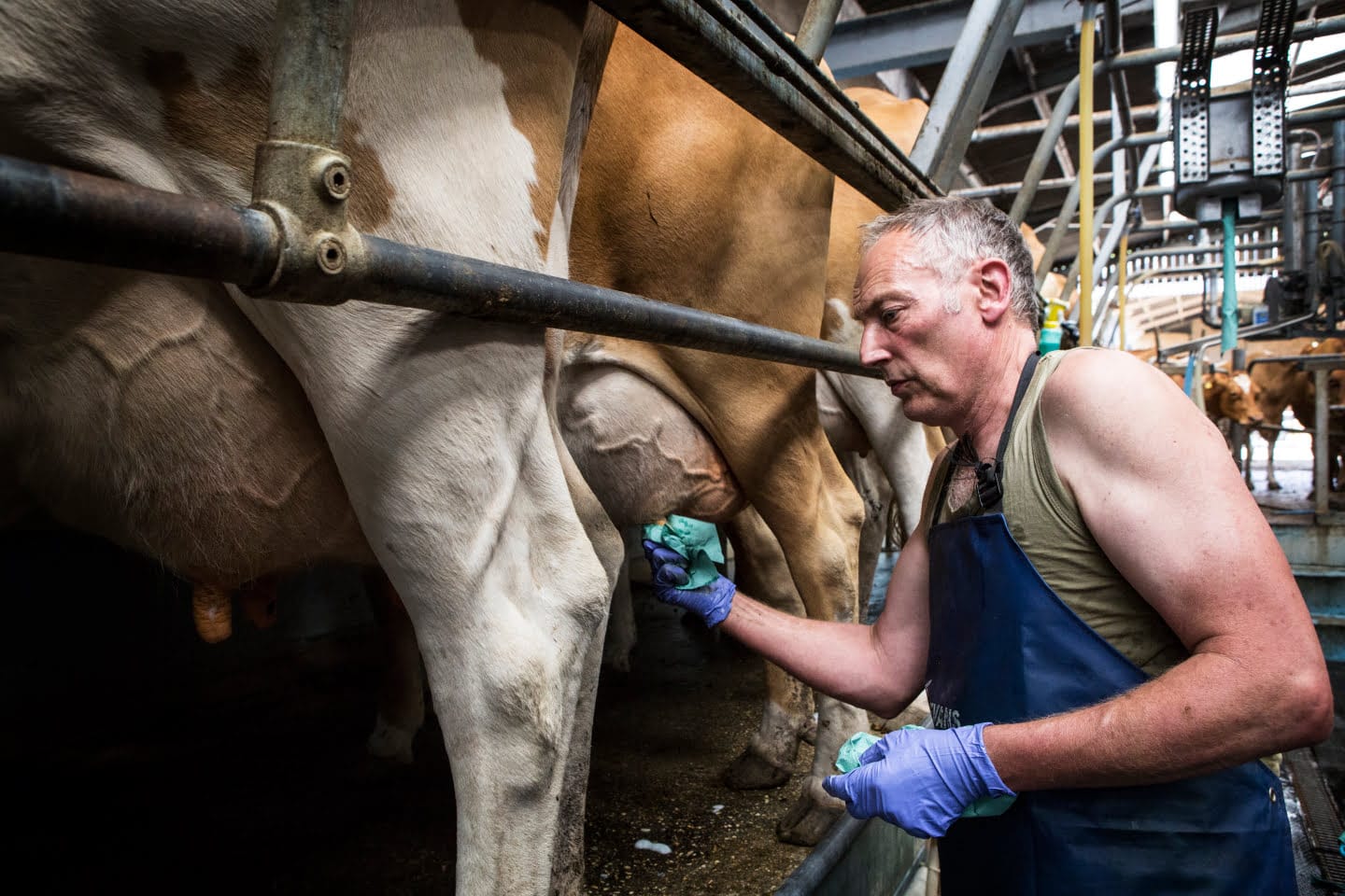 Before milking, look at all quarters for signs of mastitis. Specifically look for differences in size or colour between all four quarters.