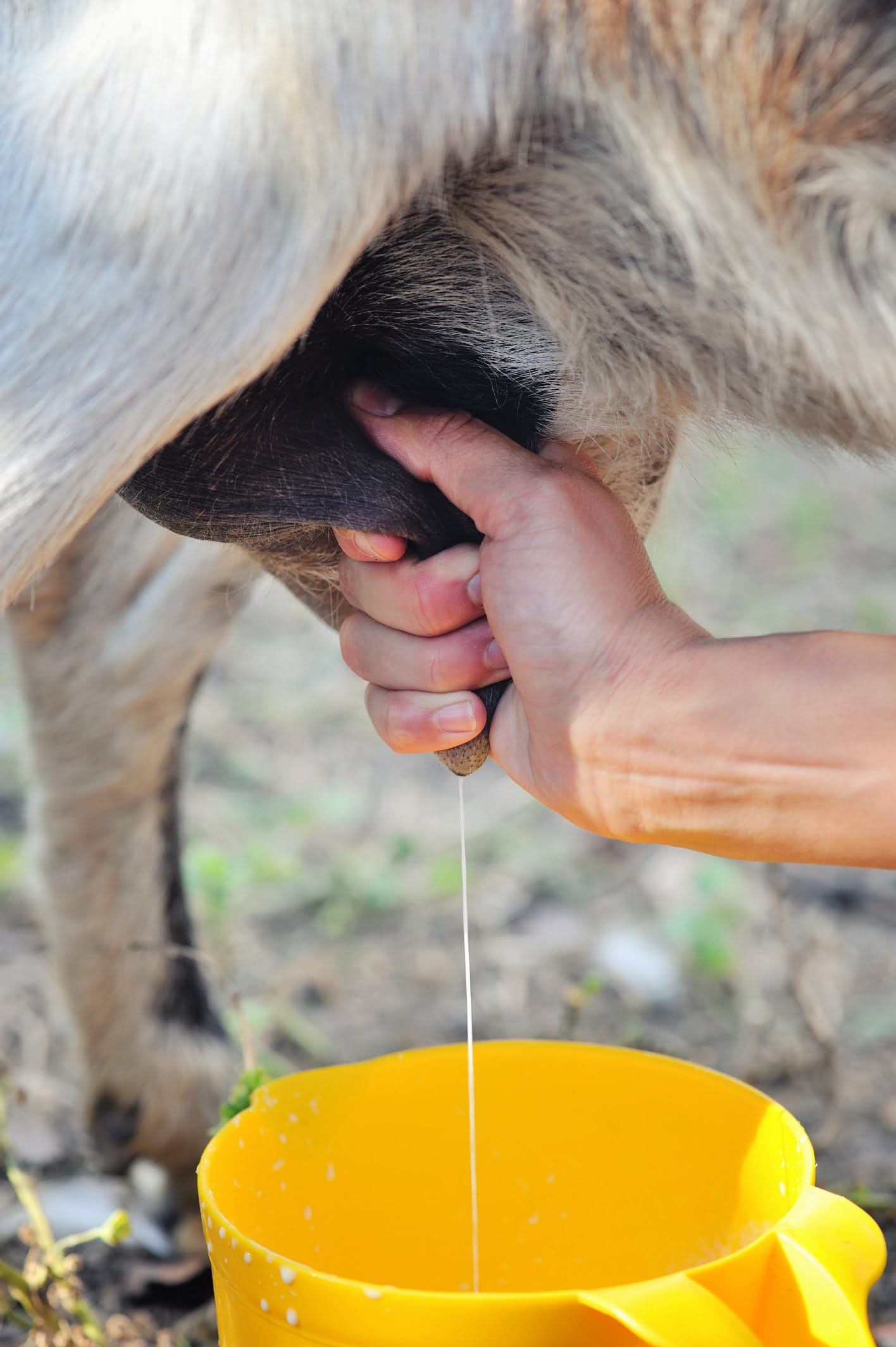 If you get mastitis milk on your gloves when checking a cow clean or change them before carrying on with milking as you can infect other healthy cows with it.