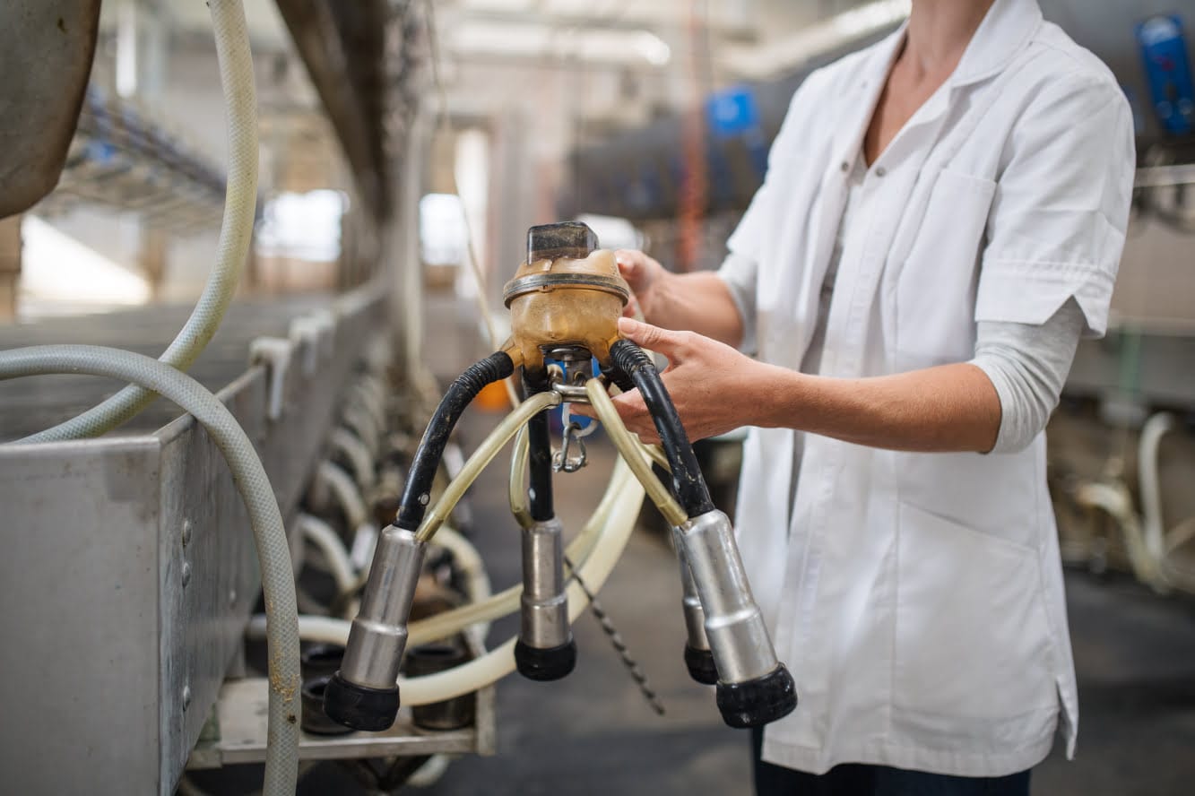 Whether you milk the cows from the side or between the rear legs, you have to carefully attach the unit and not let excess air enter the milking system via teat cups.