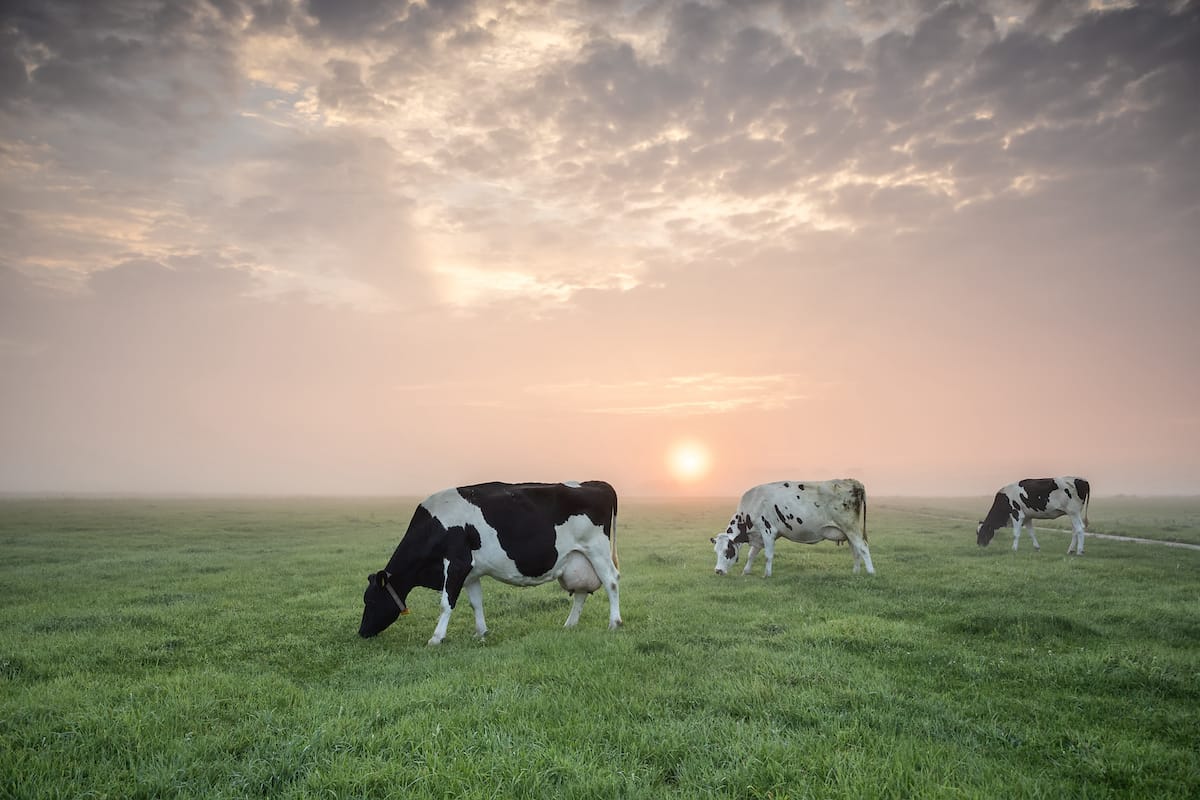 livestock needs to eat anywhere between 2% to 3% of their body weight as dry matter intake every day