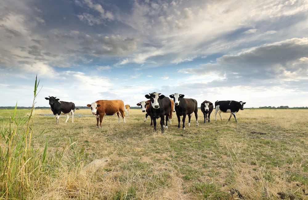 Livestock grazing pastures that are growing in summer.