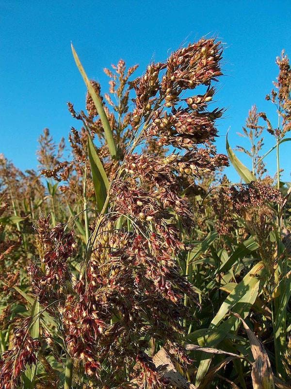 Sudangrass, a warm-season grass growing in a field