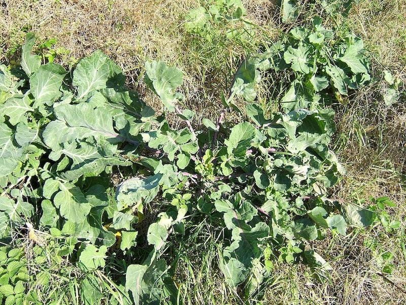 Wild brassicas growing amidst a pasture in the UK