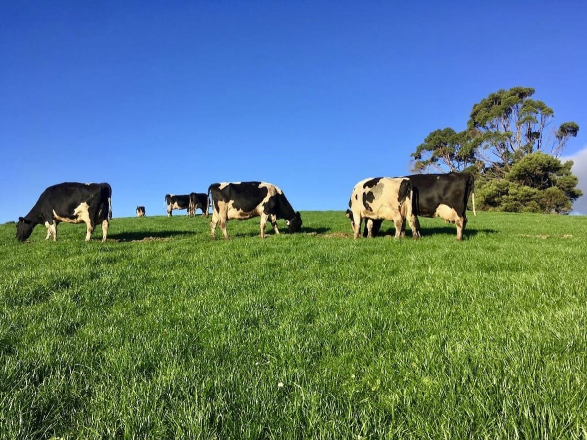 Pastures are the cheapest source of quality nutrition. Pasture-fed livestock can earn you more profits.