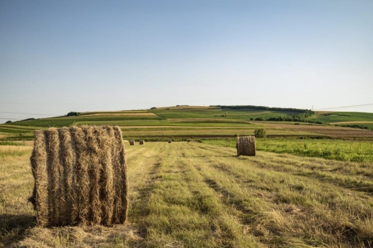 Harvested hay sitting in a paddock