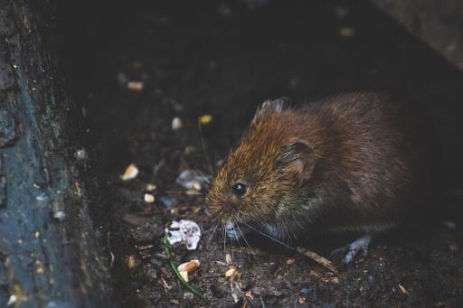 Farm biosecurity measures need to consider rodents.