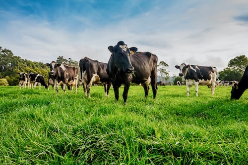 Profitable dairy cows due to proper grazing management.