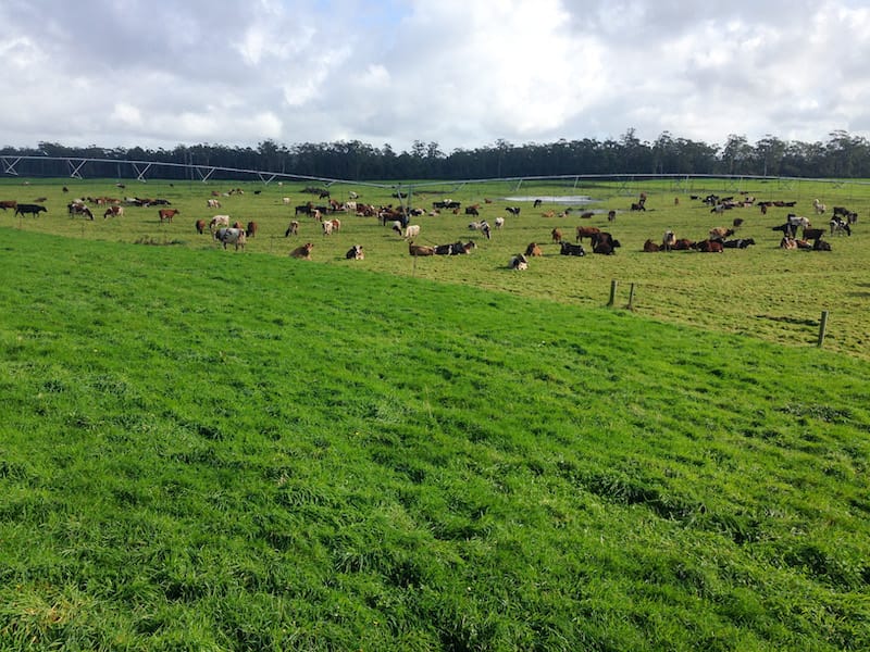 Good grazing management with our app means that cows eat well, produce well and make your profitable.