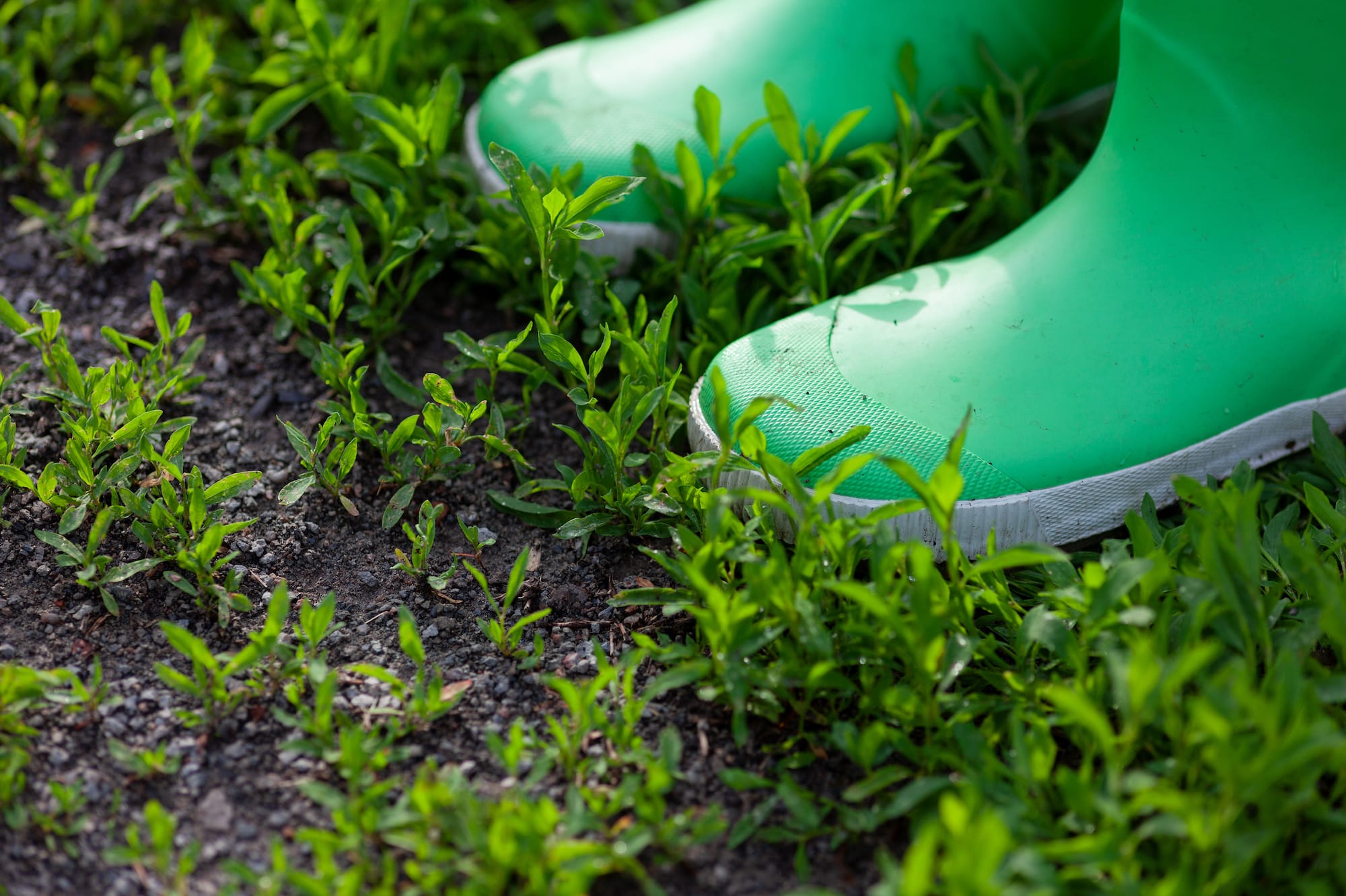 You can use your boots to provide an indication of quantity of pasture.