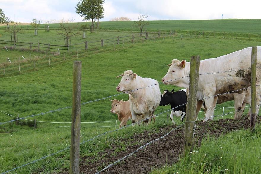 Pastures are neatly divided into multiple paddocks for rotational grazing